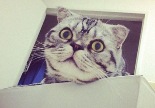 猫咪胡须的作用