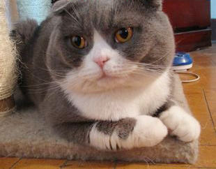 猫咪生病不吃东西怎么办 猫咪生病不吃东西怎么办
