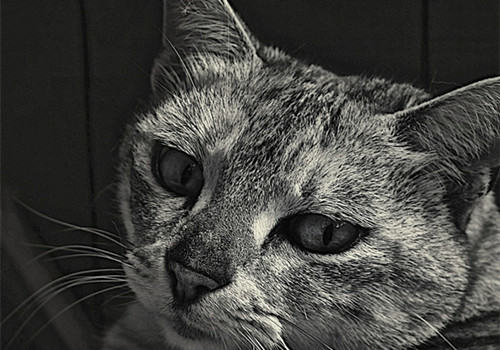 猫抓病怎么治疗 猫抓病怎么治疗