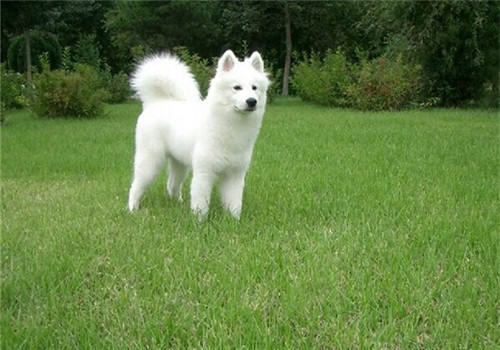 夏季如何预宠物防皮肤病 夏季如何预宠物防皮肤病