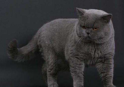 猫咪梳洗用品的选择