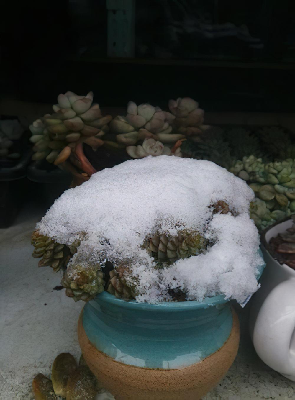 南京花友再一次证明：多肉植物越冬远你想象得要坚强