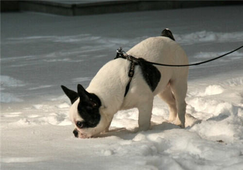 法国斗牛犬的喂食要点