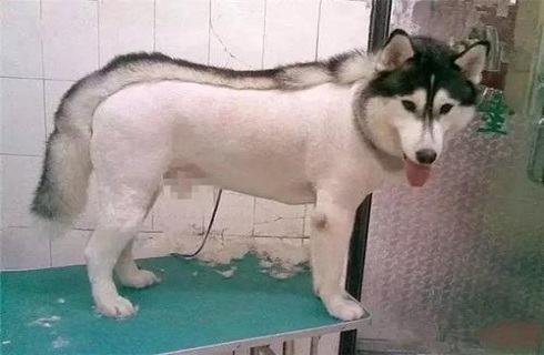 狗剪毛之后会不开心吗?狗剪毛后不开心怎么办? 狗剪毛之后会不开心吗?狗剪毛后不开心怎么办?