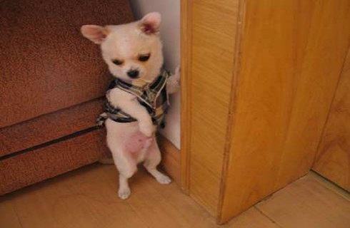 怎么训练狗狗罚站？狗罚站可以认识到错误吗？