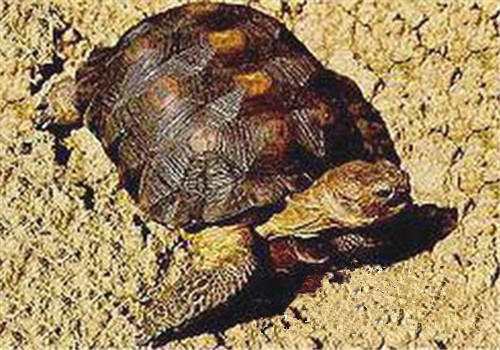 墨西哥地鼠龟的品种简介