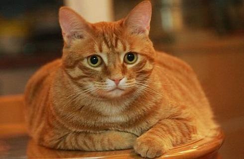 怎么帮猫减肥?猫咪减肥方法