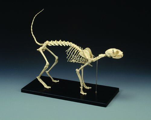 一例猫髓内针固定肱骨骨折及股骨骨折的手术案例