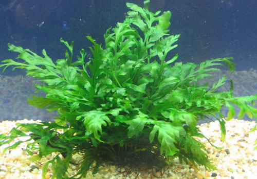 水龙骨科水草饲养方法