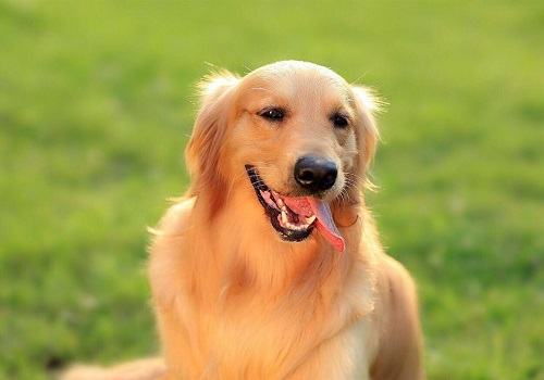 吃什么可以让狗狗毛发柔顺,狗狗毛发的护理方法 吃什么可以让狗狗毛发柔顺,狗狗毛发的护理方法