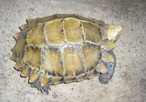 凹甲陆龟的养殖技术