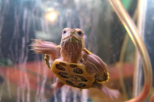 温室饲养乌龟注意事项
