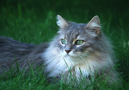 别让猫咪做素食主义者