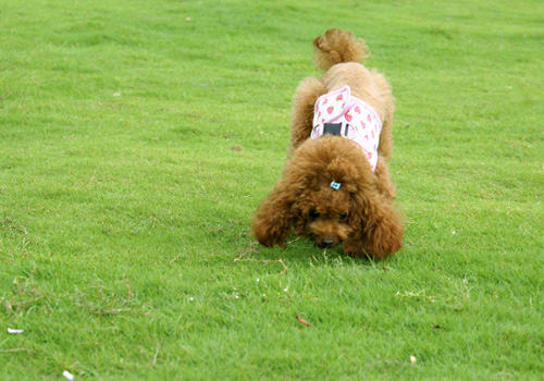 狗狗饲喂注意事项之吃零食的讲究