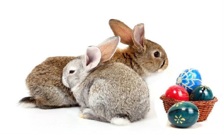 散装兔粮的营养成分 散装兔粮的营养成分