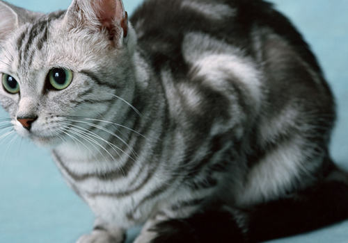 猫咪食物过敏怎么办 猫咪食物过敏怎么办