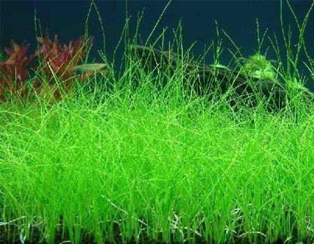 牛毛毡怎么种植和栽培