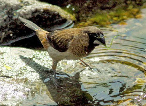 十姐妹文鸟的品种介绍