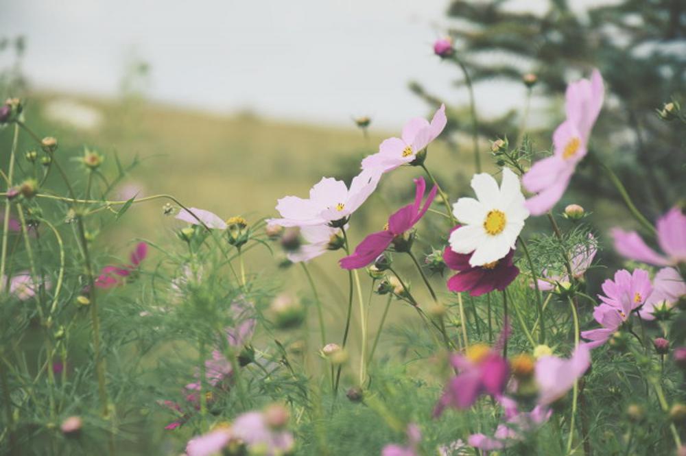 格桑花到底是什么花，花语和寓意是什么