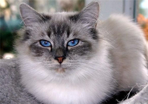 想好这些再养猫