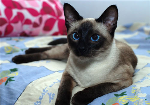 暹罗猫这些训练方法很实用