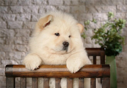 松狮成犬喂养中的7点小常识