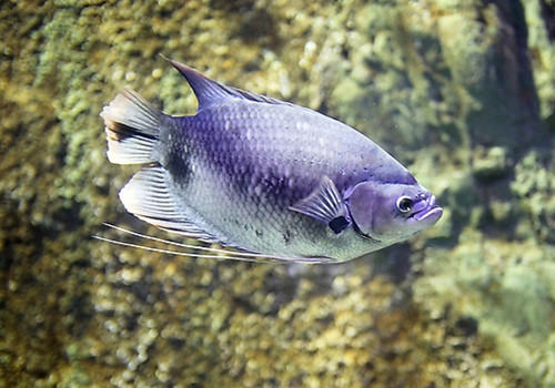 观赏鱼常见疾病及预防