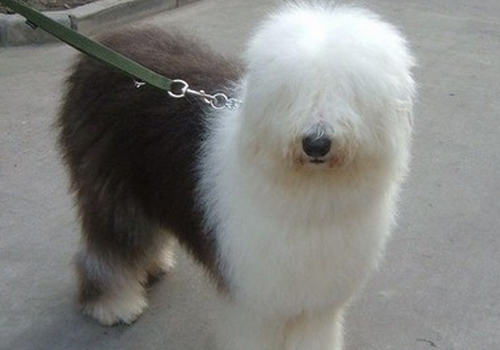 古代牧羊犬拉肚子