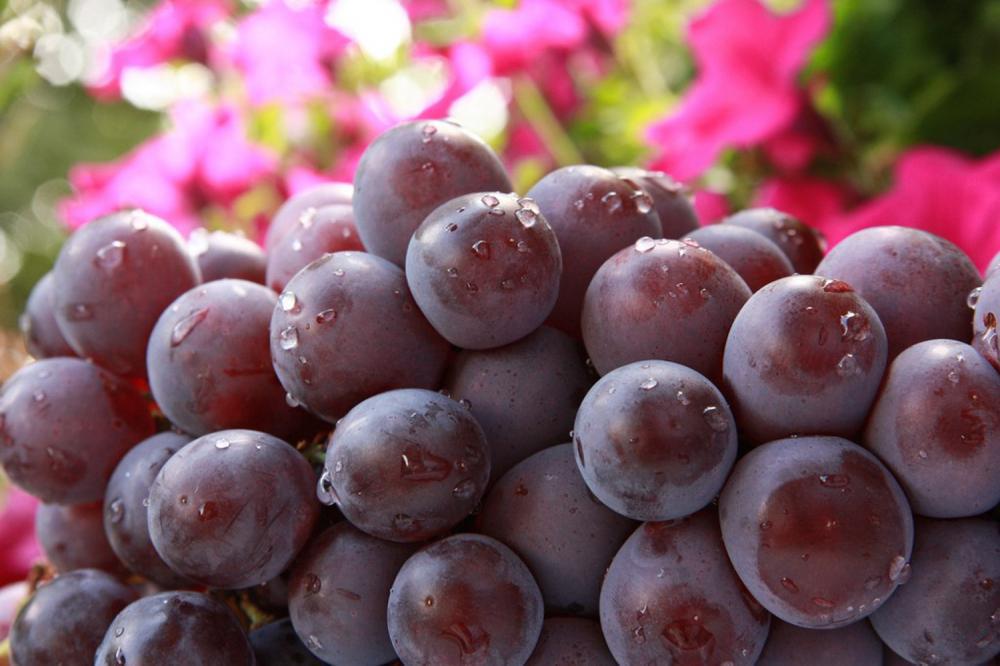葡萄的品种有哪些