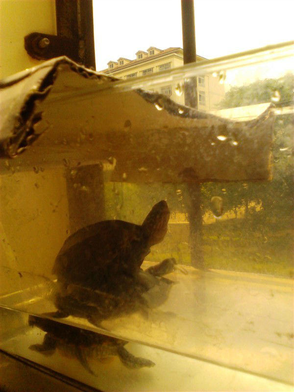 宿舍宠物水龟饲养指南之第二部分