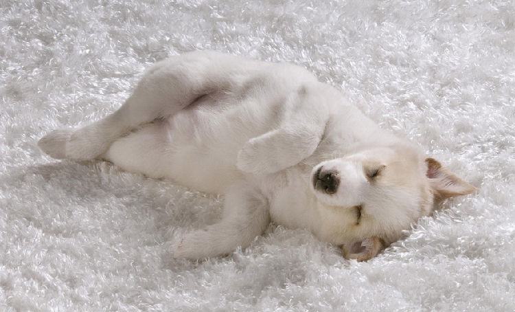 训练狗狗拒绝陌生人的食物