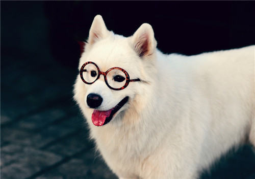 犬癫痫的原因分析