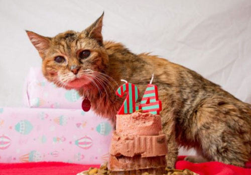 如何让猫咪活的更长久