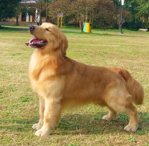 春季护理狗狗毛发要点