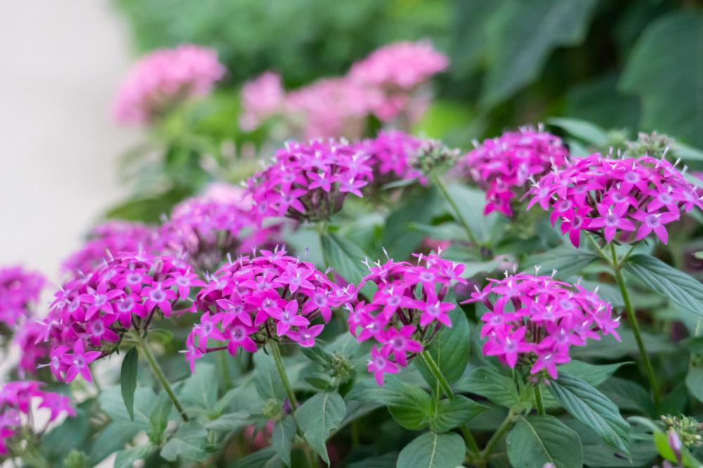五星花什么时候开花