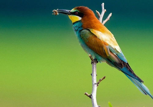 养鸟注意营养问题