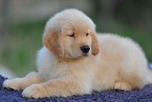 狗翻肠子怎么办？狗翻肠子怎样预防？