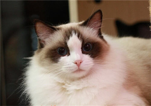 猫咪感染弓形虫的初期症状是什么