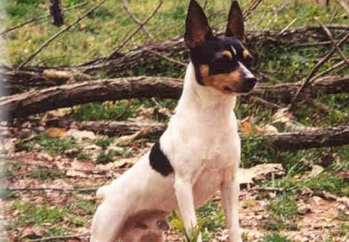 狗狗缺锌的原因及症状表现