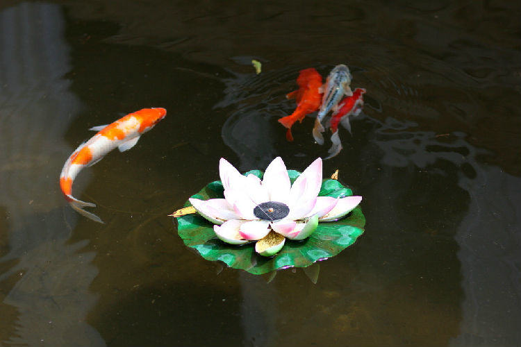 锦鲤在中国的发展历史
