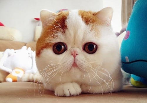 猫咪骨折的应急处理