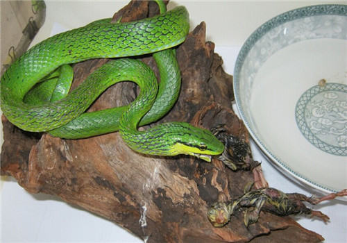 绿锦蛇的形态特征