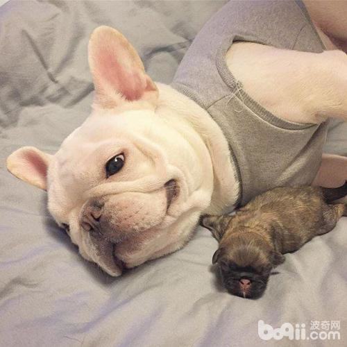 法国斗牛犬的尴尬期和爆头期是什么？