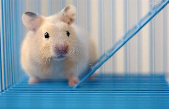 四季适合鼠鼠吃的营养食物