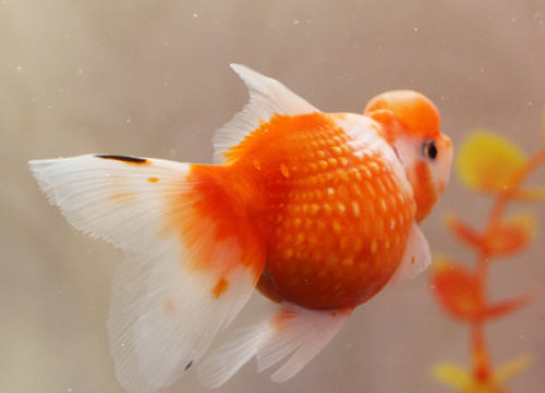 适合给金鱼防病消毒的药物介绍 适合给金鱼防病消毒的药物介绍