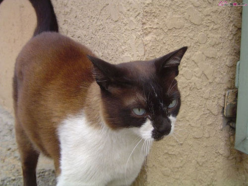 怎样帮助猫咪御寒