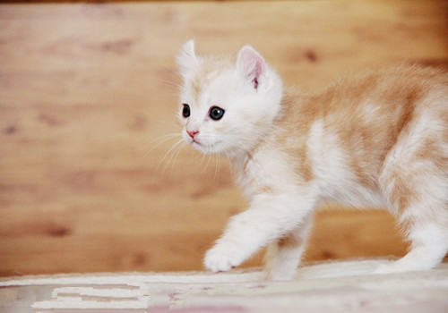 猫咪饲养备忘录