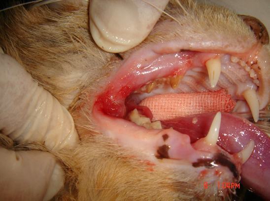 全口拔牙治疗猫的反复性口炎