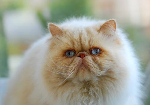 波斯猫和加菲猫有什么区别？波斯猫和加菲猫的区别介绍