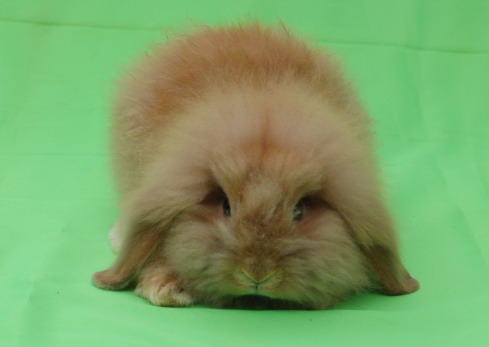 公兔好还是母兔好？